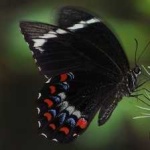 image of animal