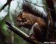 image of fox_squirrel