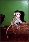 image of patas