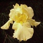 image of bearded_iris #23