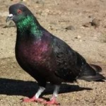 image of bird