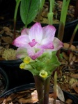 image of flower