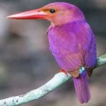 image of bird