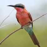 image of bird