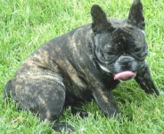 image of french_bulldog #3