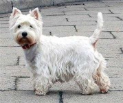 image of wire_haired_fox_terrier #10