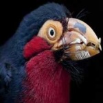 image of bird