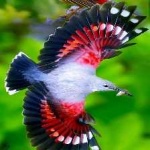 image of bird