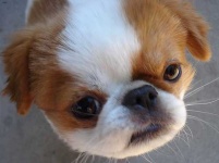 image of animal