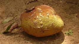image of jackfruit