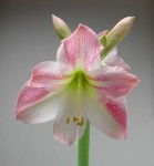 image of flower