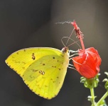 image of sulphur_butterfly #25