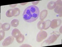 image of blood_cell