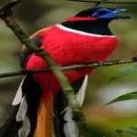 image of red_naped_trogon #5