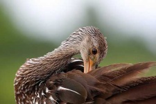 image of limpkin