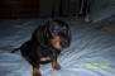 image of affenpinscher