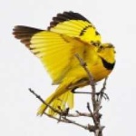 image of bird