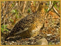 image of ptarmigan