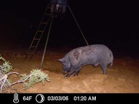 image of wild_boar