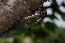 image of cicada