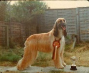 image of afghan_hound #1