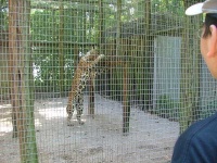 image of jaguar_car