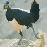 image of bird