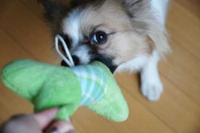 image of papillon