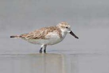 image of animal