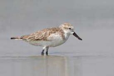 image of sandpiper #29