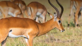 image of animal