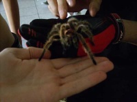 image of tarantula