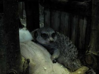 image of meerkat