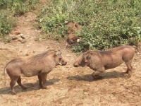 image of warthog