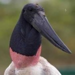 image of bird