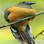 image of bird