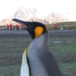 image of king_penguin