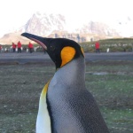 image of king_penguin #32