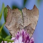 image of animal