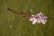 image of flower