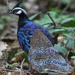 image of bornean_pheasant #10