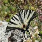 image of animal