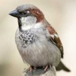 image of bird