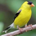image of bird
