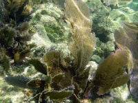 image of coral_reef #5