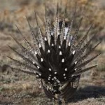 image of bird