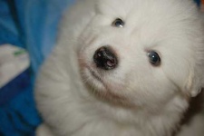 image of samoyed