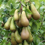 image of pear #9
