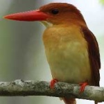image of bird