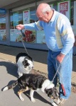 image of border_collie